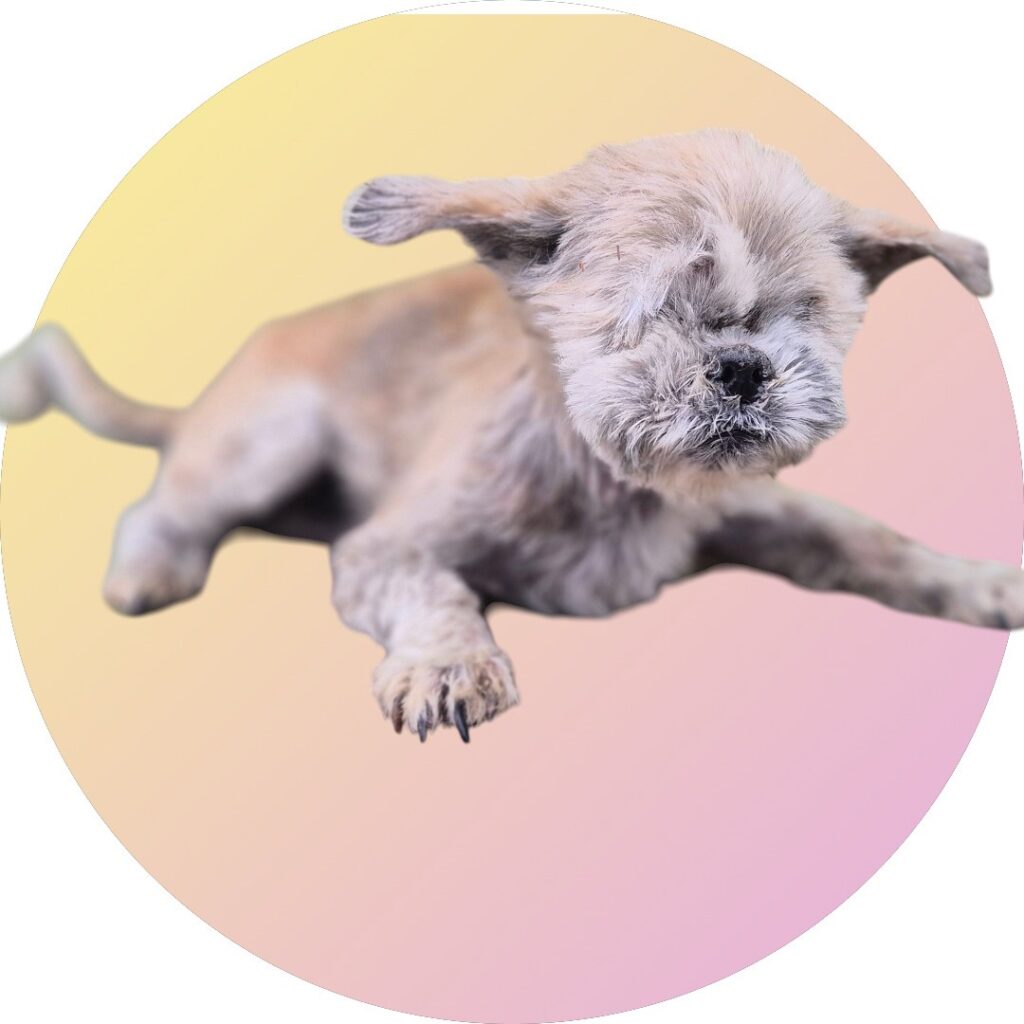 neugle pet 경북 청도 2026 00109