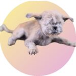 From River's Edge to Forever Home: Cheongdo, a Resilient 믹스견 from South Korea, Seeks International Adoption 12 neugle pet 경북 청도 2026 00109