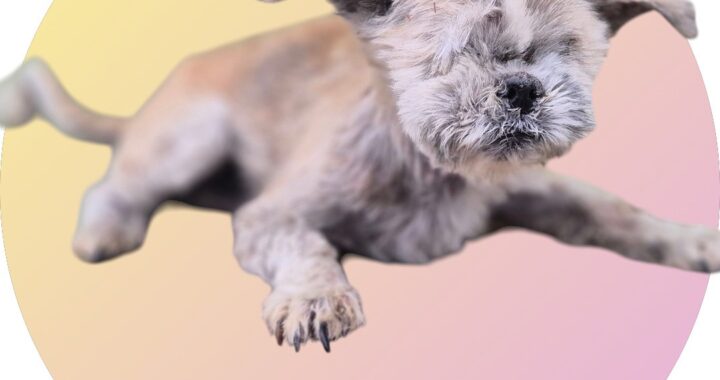 neugle pet 경북 청도 2026 00109