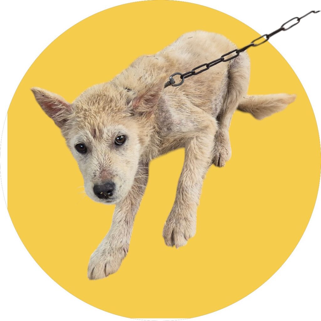 neugle pet 경북 청도 2026 00110