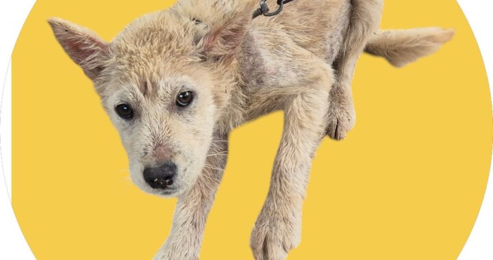 neugle pet 경북 청도 2026 00110