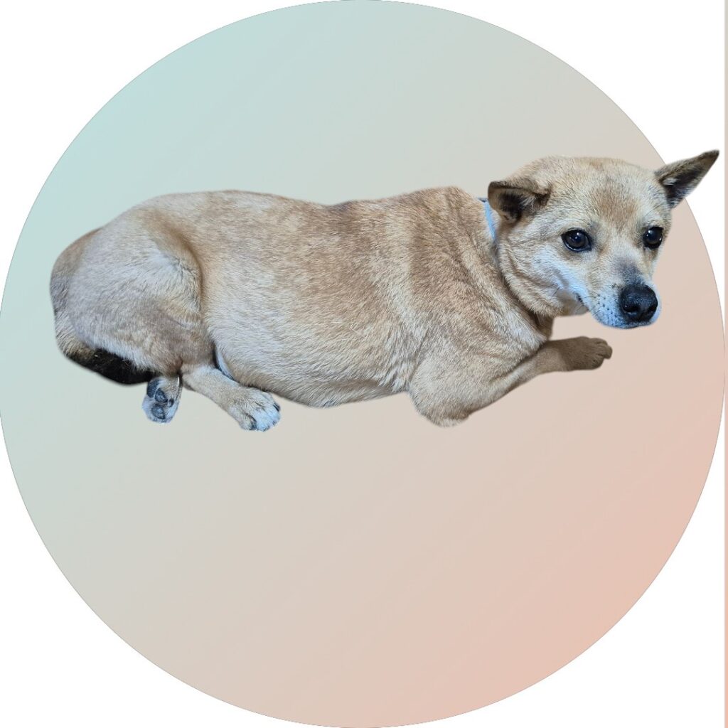 neugle pet 경북 청도 2026 00111