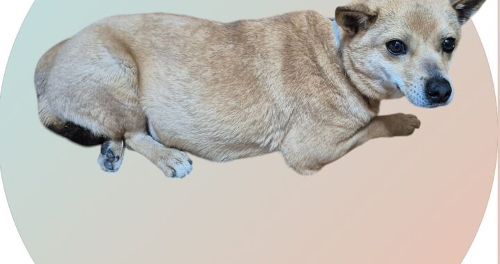 neugle pet 경북 청도 2026 00111