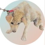 neugle pet 경북 청도 2026 00112