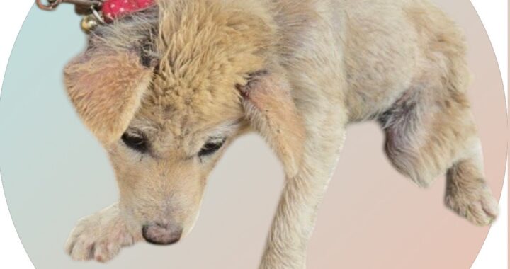 neugle pet 경북 청도 2026 00112