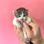 Pohang's Mackerel Tabby Prince Seeks a Loving Home: A Plea for International Adoption 14 neugle pet 경북 포항 2026 00211