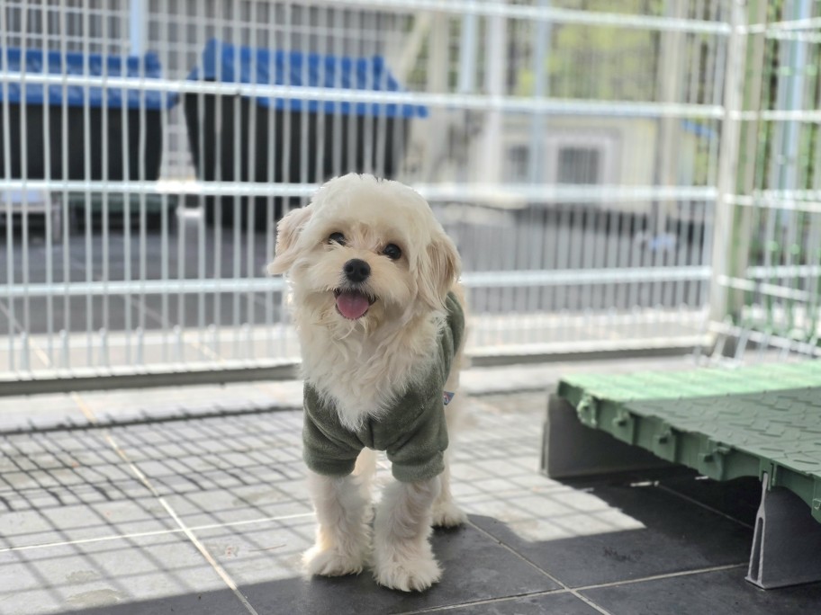 neugle pet 경북 포항 2026 00219