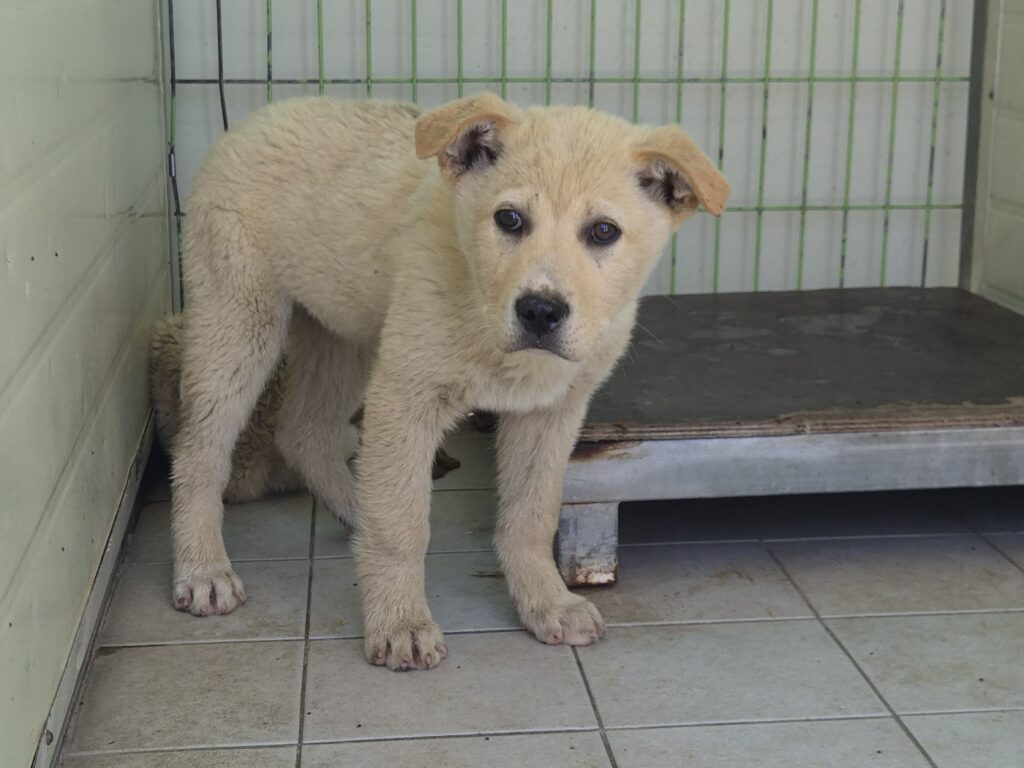 neugle pet 경북 포항 2026 00221