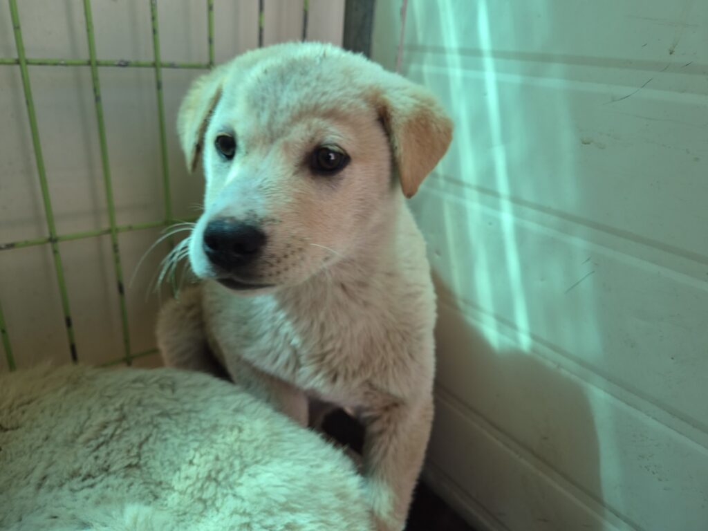 neugle pet 경북 포항 2026 00222