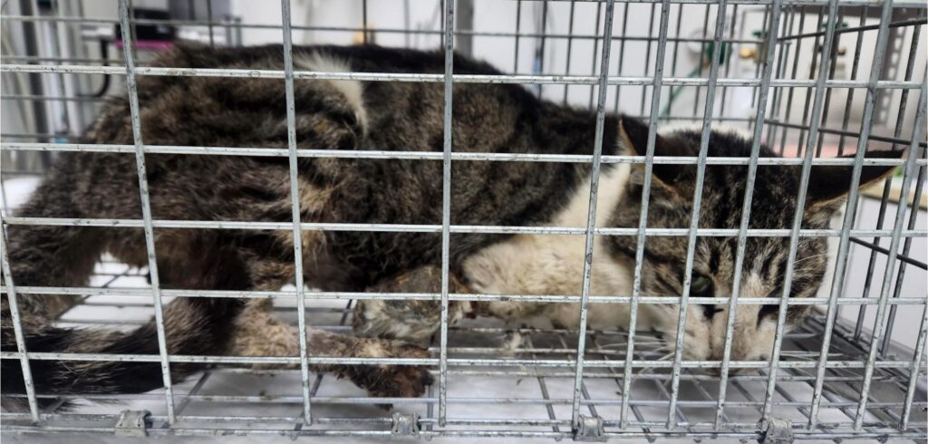 neugle pet 세종 세종 2026 00073