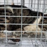 neugle pet 세종 세종 2026 00073