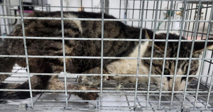 neugle pet 세종 세종 2026 00073