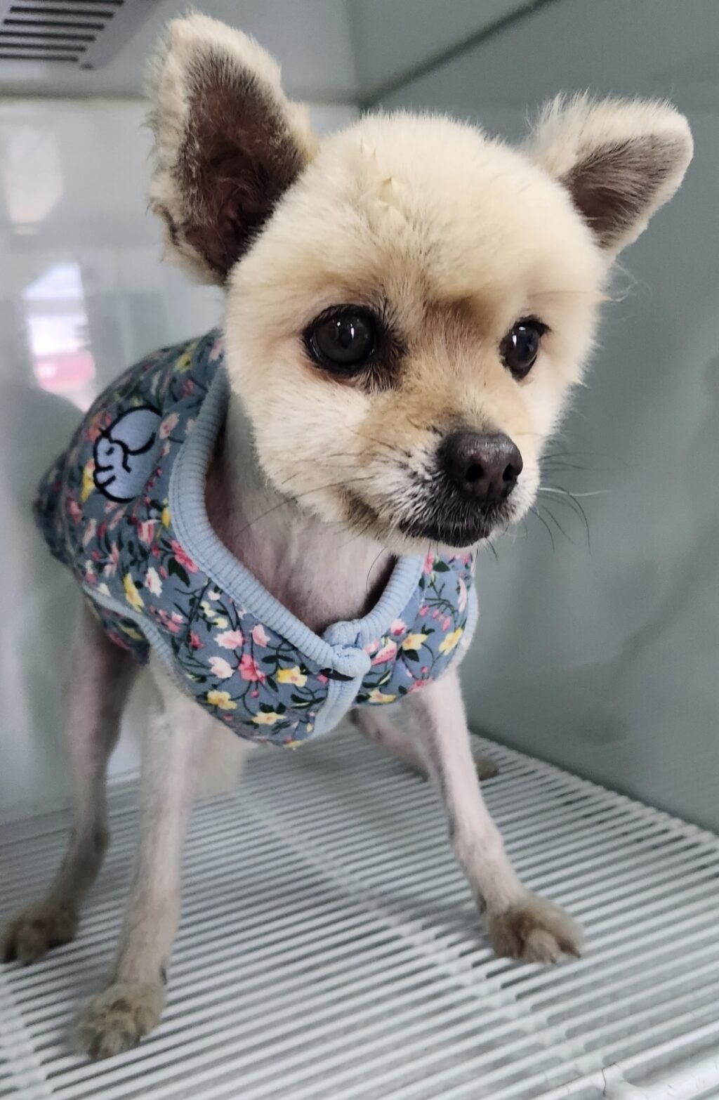 neugle pet 세종 세종 2026 00074