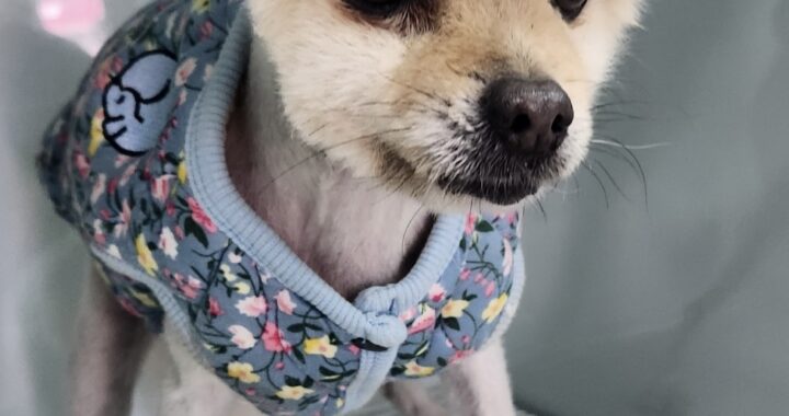 neugle pet 세종 세종 2026 00074