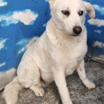 neugle pet 세종 세종 2026 00075