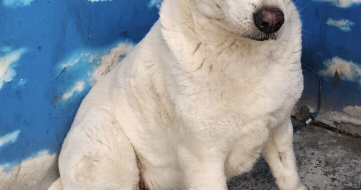 neugle pet 세종 세종 2026 00075