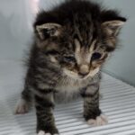 A Tiny Survivor's Plea: Dalbit, the 35-Day-Old Korean Tabby Kitten, Seeks a Forever Home from Sejong, South Korea 11 neugle pet 세종 세종 2026 00079