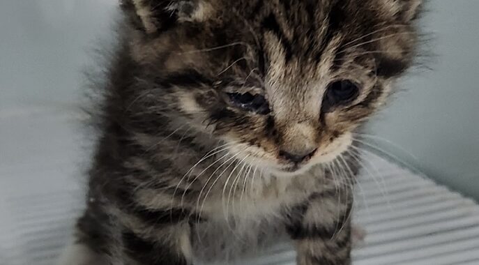 neugle pet 세종 세종 2026 00079