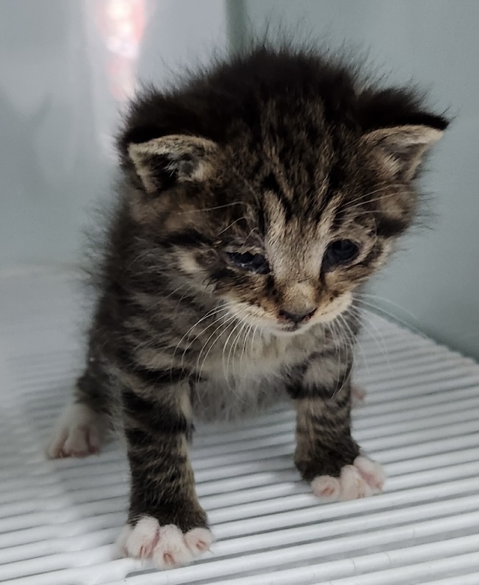 neugle pet 세종 세종 2026 00079