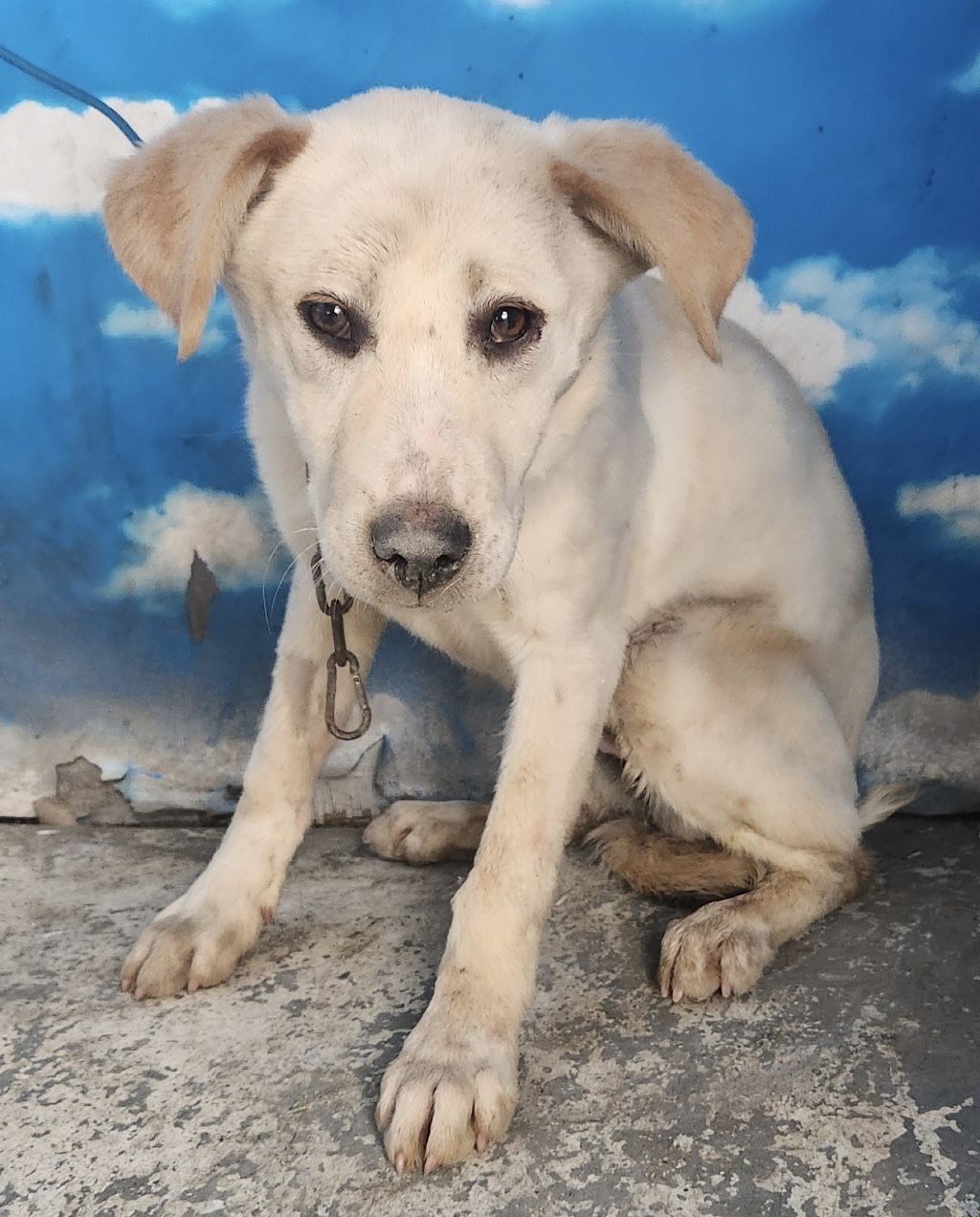 neugle pet 세종 세종 2026 00080