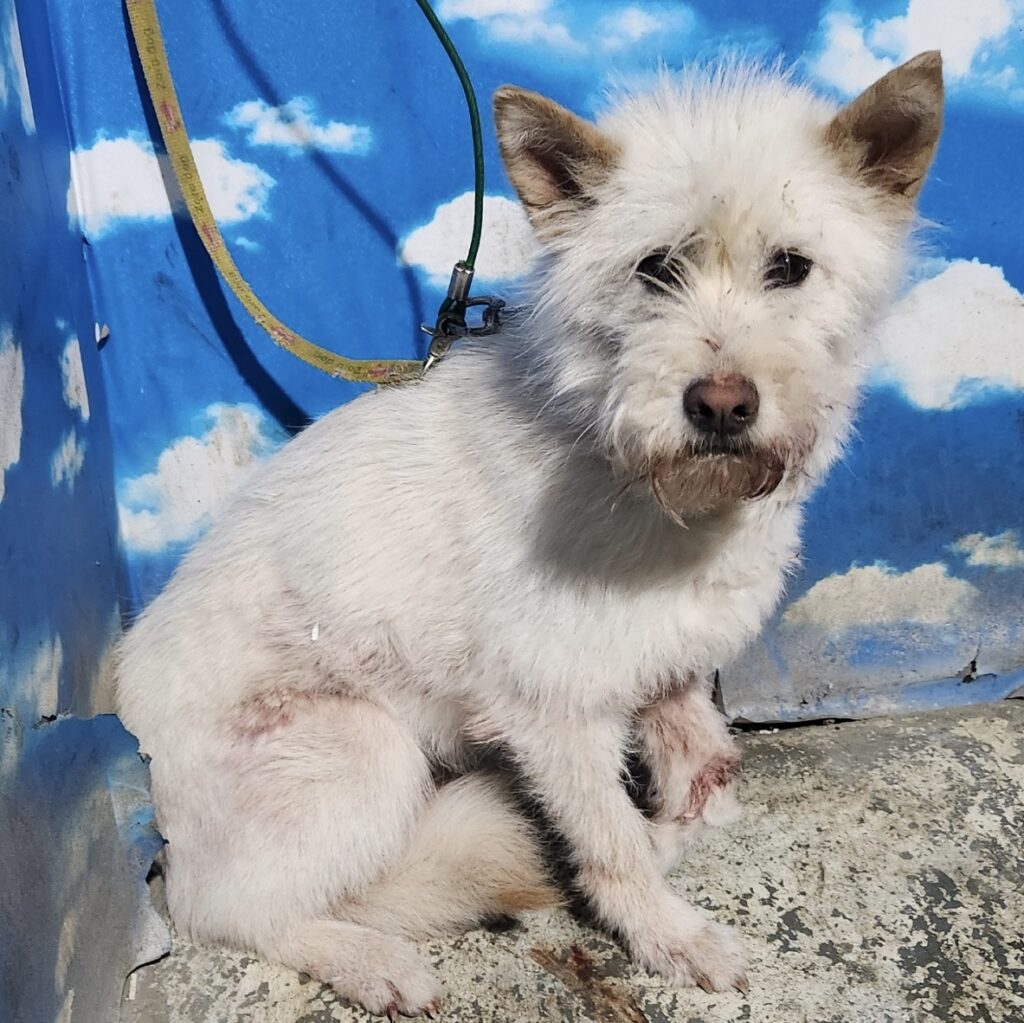 neugle pet 세종 세종 2026 00085