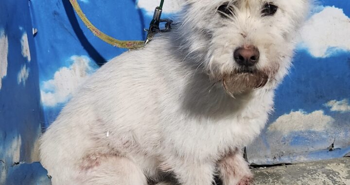 neugle pet 세종 세종 2026 00085