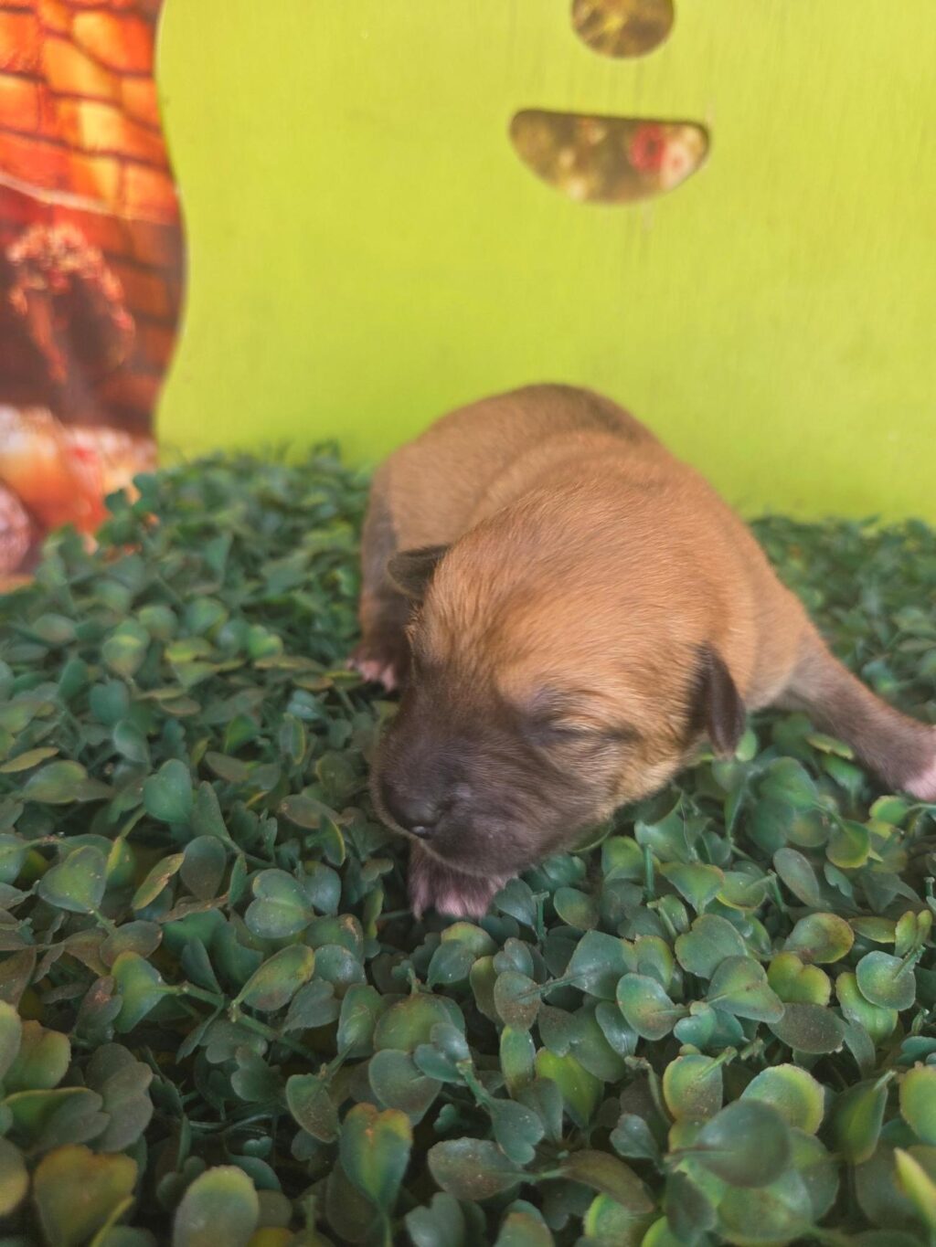 neugle pet 전남 나주 2026 00446