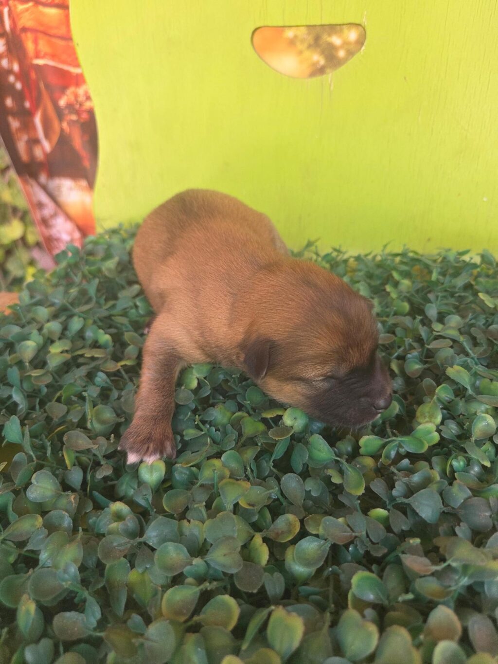 neugle pet 전남 나주 2026 00447