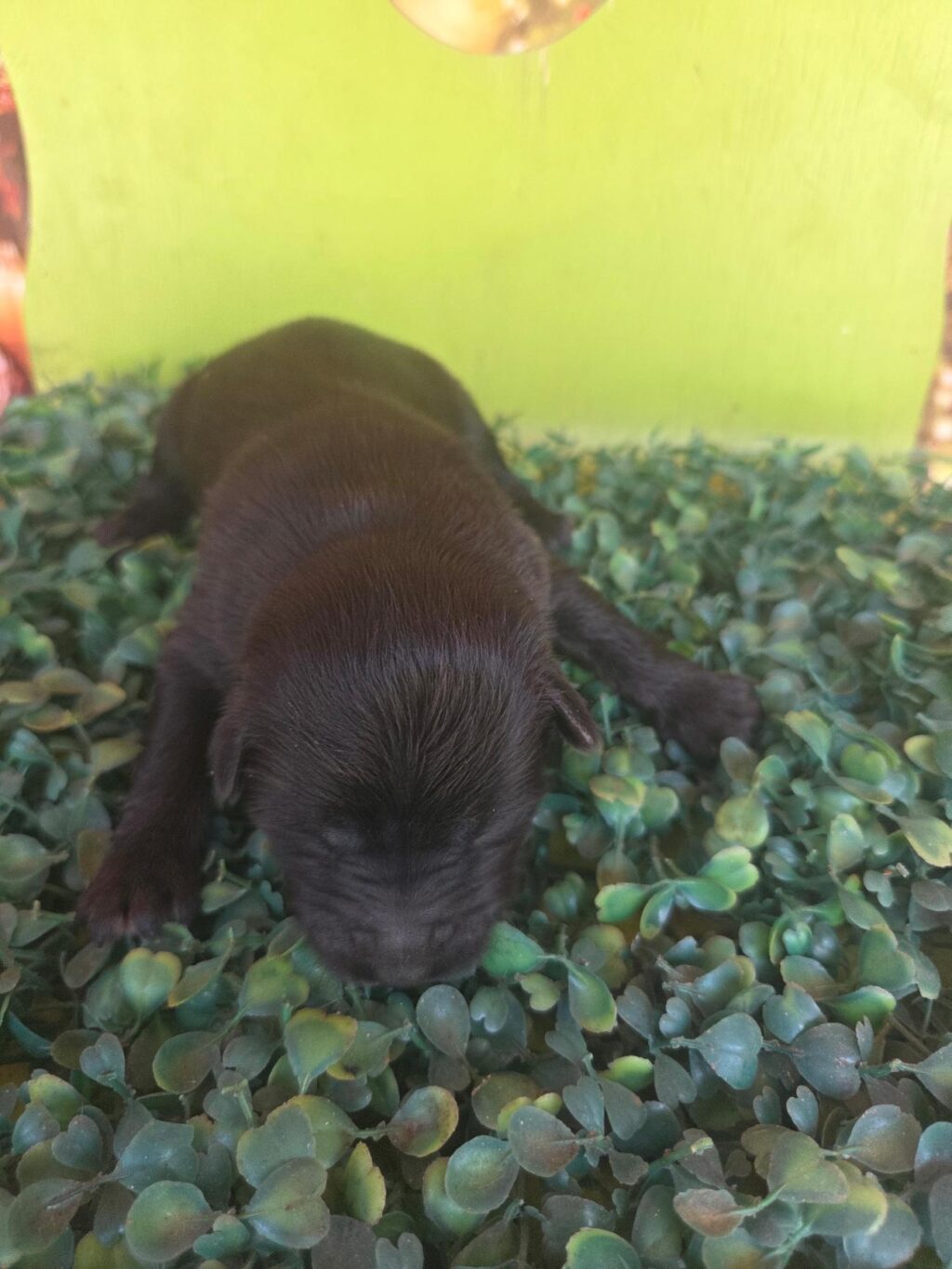 neugle pet 전남 나주 2026 00449