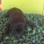 neugle pet 전남 나주 2026 00449