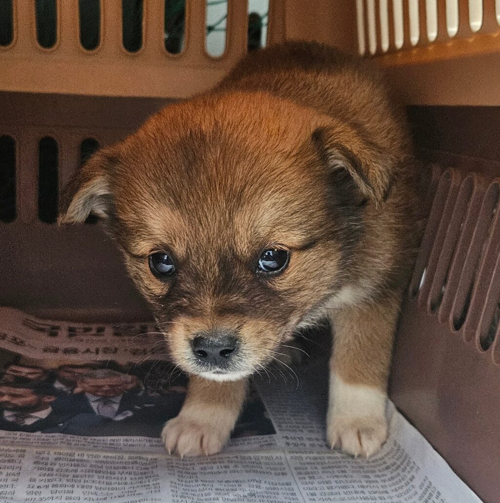 neugle pet 전남 목포 2026 00149