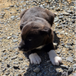 Sunny: A Gentle, Lively Mix-Breed Puppy from Muan, South Korea Awaits International Adoption 14 neugle pet 전남 무안 2026 00052