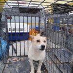 neugle pet 전남 함평 2026 00130