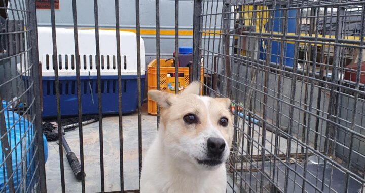 neugle pet 전남 함평 2026 00130