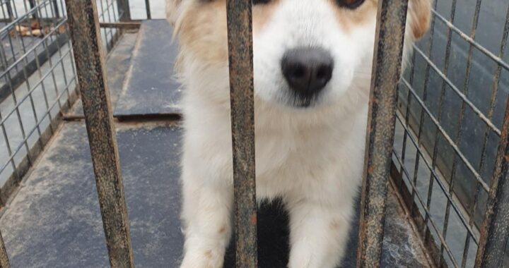 neugle pet 전남 함평 2026 00131