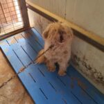 Hampyeong: A Cautious Mix-Breed Dog from Jeollanam-do, South Korea, Seeks International Adoption 10 neugle pet 전남 함평 2026 00135