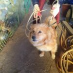 neugle pet 전남 함평 2026 00136