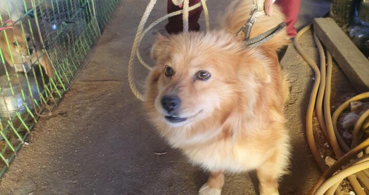 neugle pet 전남 함평 2026 00136