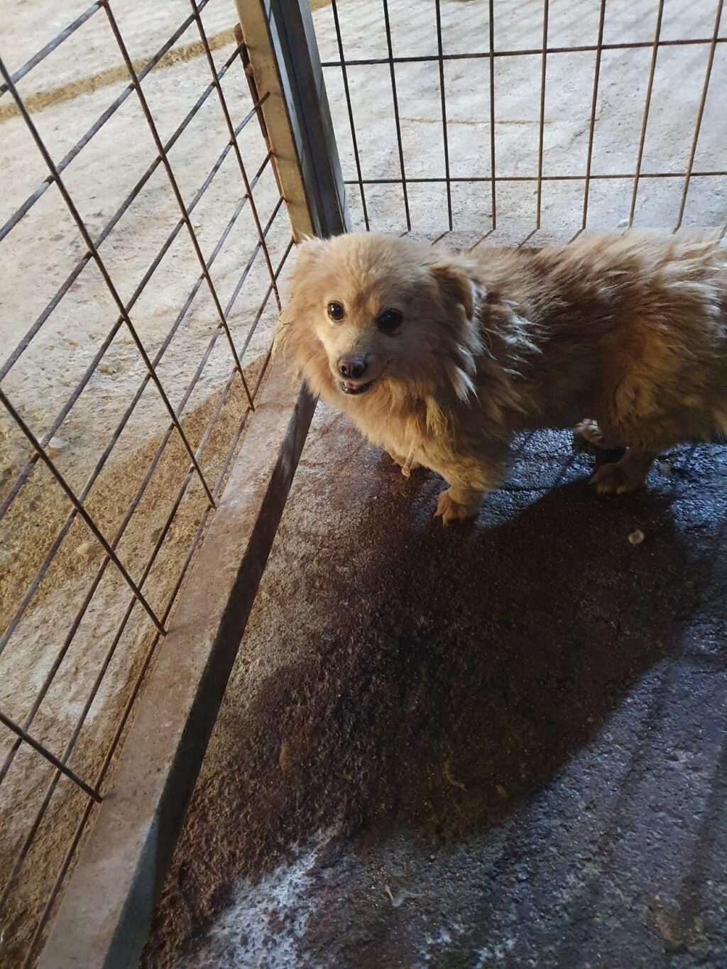 neugle pet 전남 함평 2026 00137