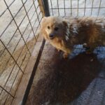 neugle pet 전남 함평 2026 00137