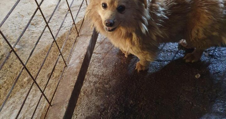 neugle pet 전남 함평 2026 00137