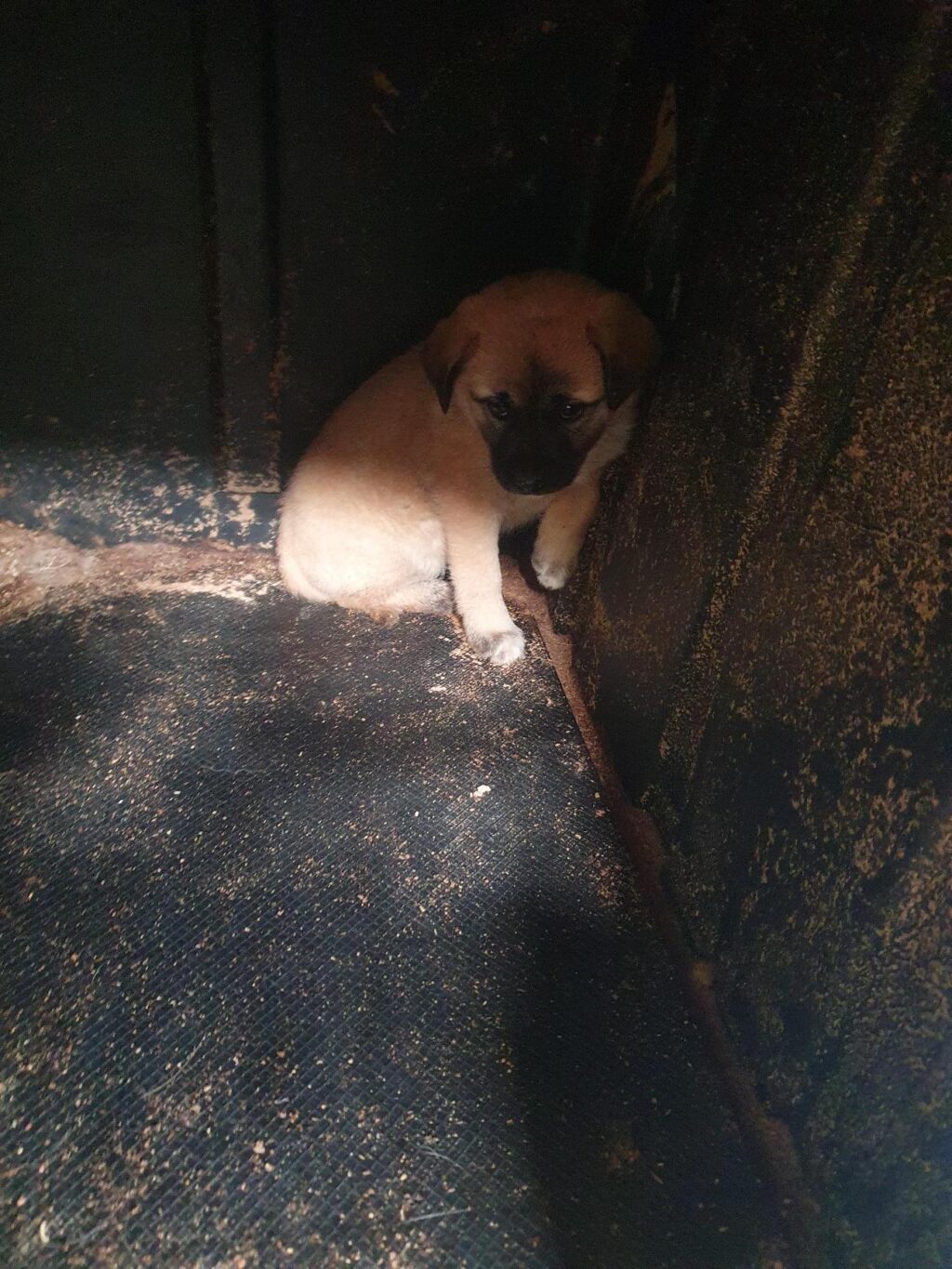 neugle pet 전남 함평 2026 00144