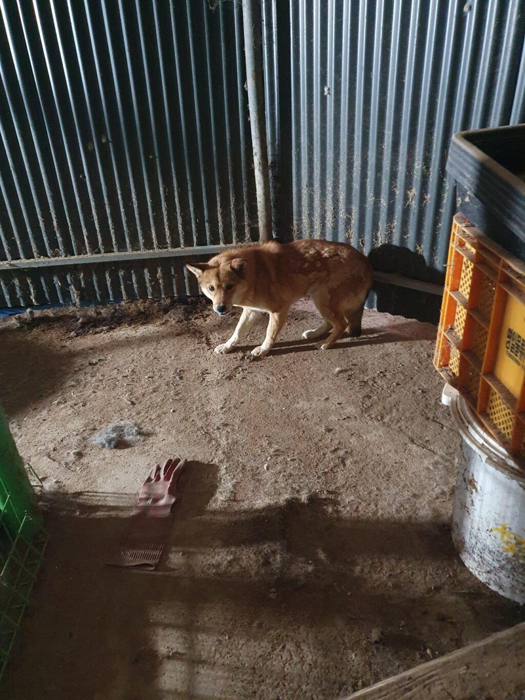 neugle pet 전남 함평 2026 00150