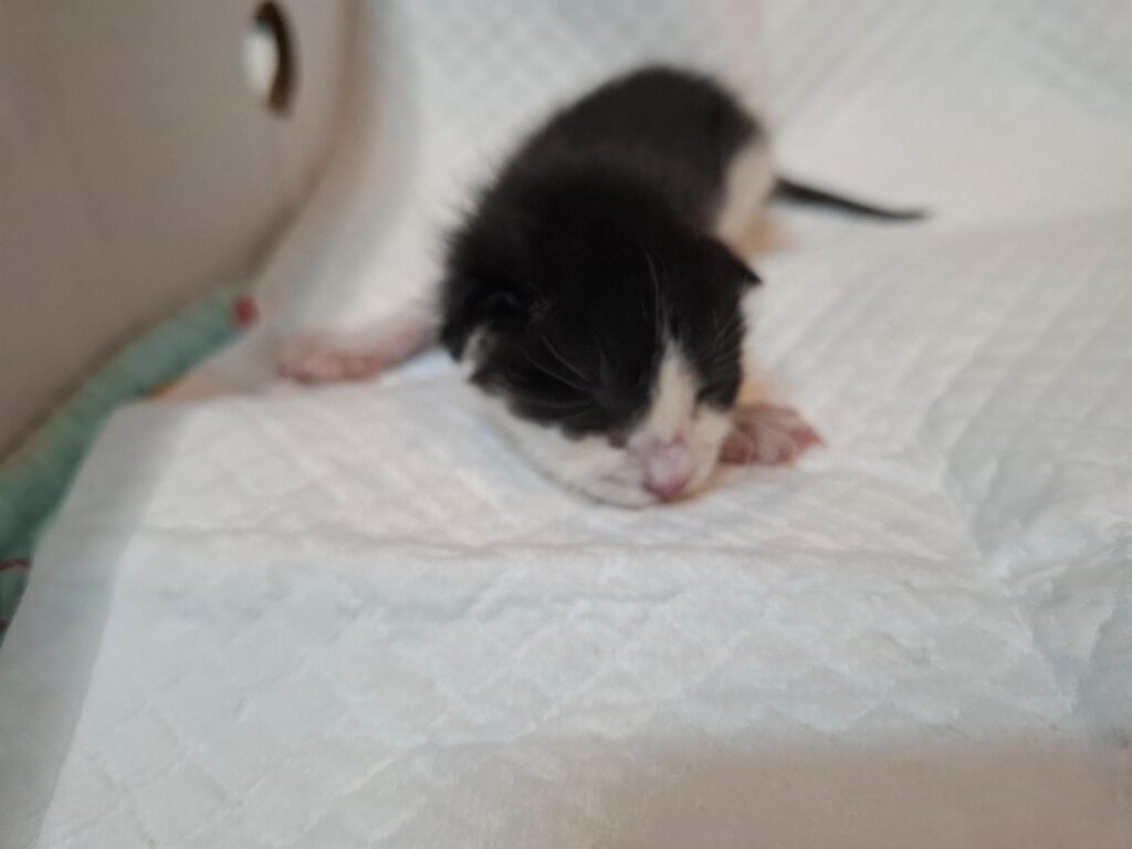 neugle pet 전북 전주 2026 00229