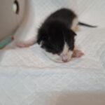 neugle pet 전북 전주 2026 00229