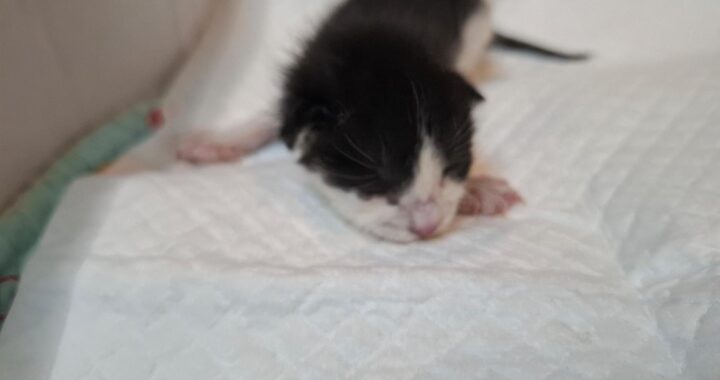 neugle pet 전북 전주 2026 00229