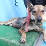 neugle pet 제주 제주 2026 00679