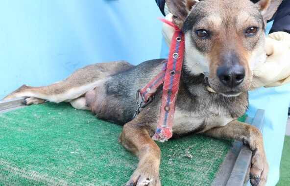 neugle pet 제주 제주 2026 00679