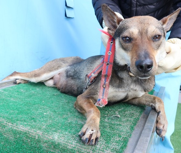 neugle pet 제주 제주 2026 00679