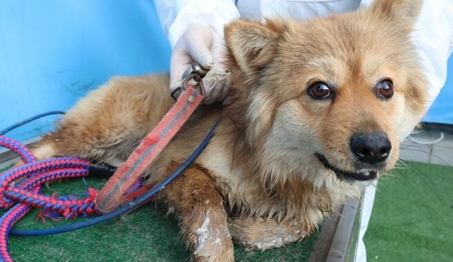 neugle pet 제주 제주 2026 00680